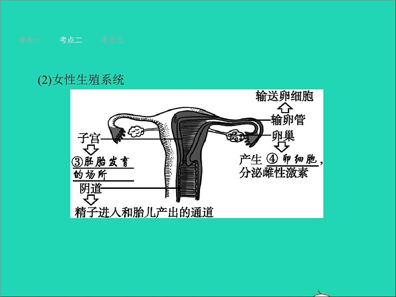 初中生物中考复习 中考生物总复习第九讲人的由来课件05