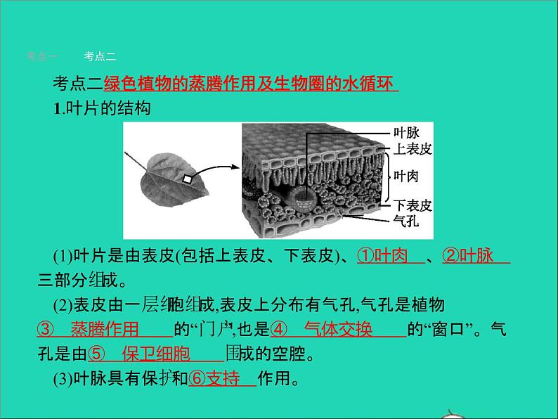 初中生物中考复习 中考生物总复习第七讲绿色植物与生物圈的水循环课件第3页