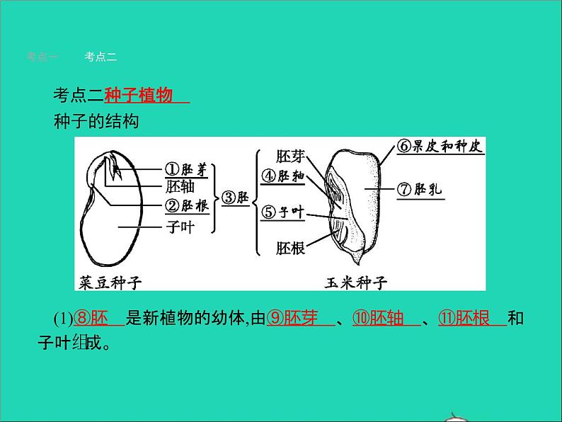 初中生物中考复习 中考生物总复习第五讲生物圈中有哪些绿色植物课件第7页