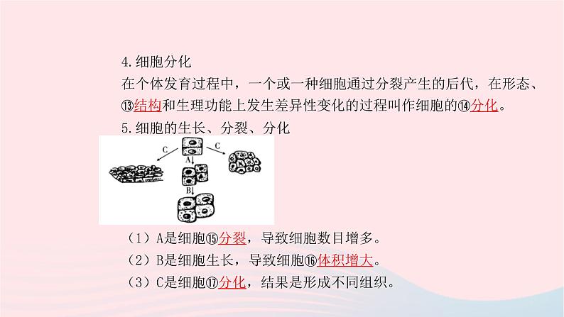 初中生物中考复习 中考生物总复习第一部分基醇点巩固第二单元生物体的结构层次第二章细胞怎样构成生物体课件05