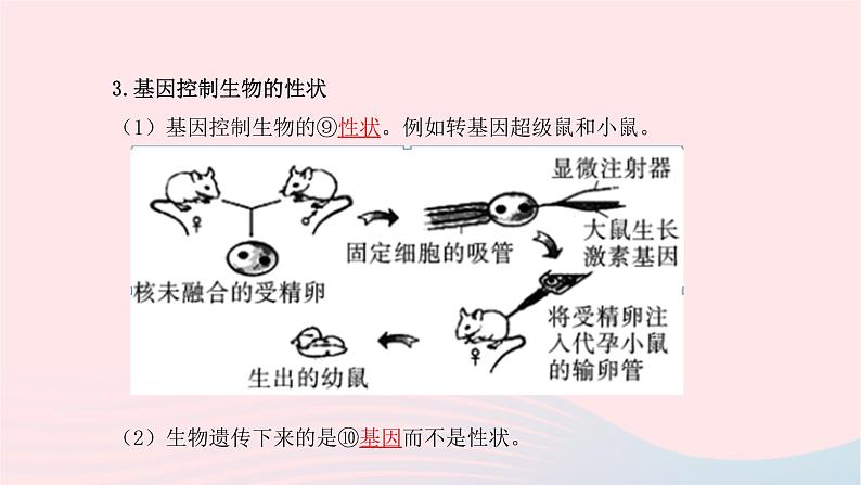 初中生物中考复习 中考生物总复习第一部分基醇点巩固第七单元生物圈中生命的延续和发展第二章生物的遗传与变异课件第4页