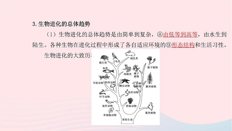 初中生物中考复习 中考生物总复习第一部分基醇点巩固第七单元生物圈中生命的延续和发展第三章生命起源和生物进化课件第8页