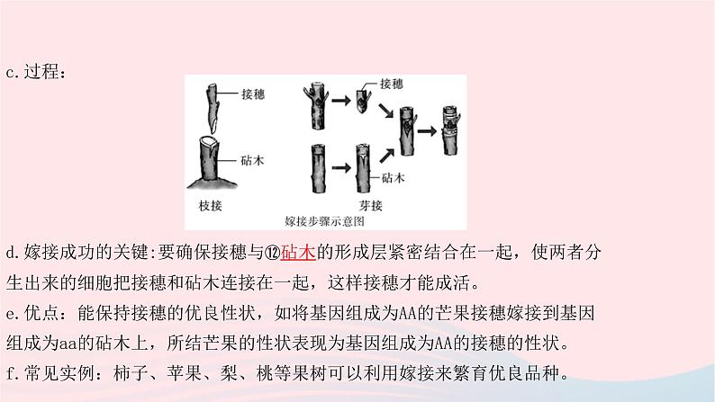 初中生物中考复习 中考生物总复习第一部分基醇点巩固第七单元生物圈中生命的延续和发展第一章生物的生殖和发育课课件PPT05