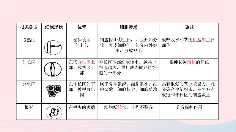 初中生物中考复习 中考生物总复习第一部分基醇点巩固第三单元生物圈中的绿色植物第二章被子植物的一生课件第8页