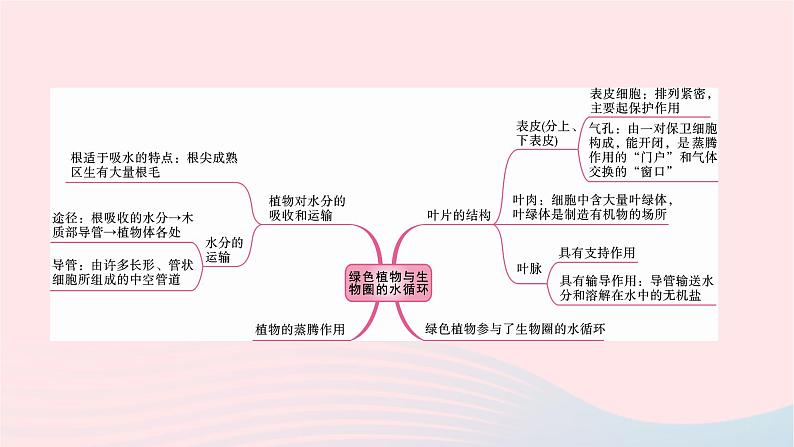 初中生物中考复习 中考生物总复习第一部分基醇点巩固第三单元生物圈中的绿色植物第三章绿色植物与生物圈的水循环课件第2页