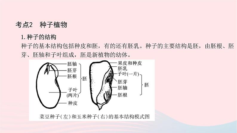 初中生物中考复习 中考生物总复习第一部分基醇点巩固第三单元生物圈中的绿色植物第一章生物圈中有哪些绿色植物课件05