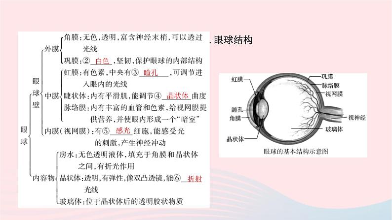 初中生物中考复习 中考生物总复习第一部分基醇点巩固第四单元生物圈中的人第六章第七章人体生命活动的调节及人类活动对生物圈的影响课课件PPT04