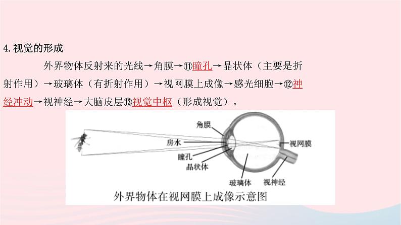 初中生物中考复习 中考生物总复习第一部分基醇点巩固第四单元生物圈中的人第六章第七章人体生命活动的调节及人类活动对生物圈的影响课课件PPT07