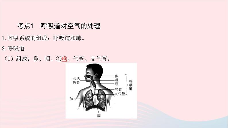 初中生物中考复习 中考生物总复习第一部分基醇点巩固第四单元生物圈中的人第三章人体的呼吸课件03