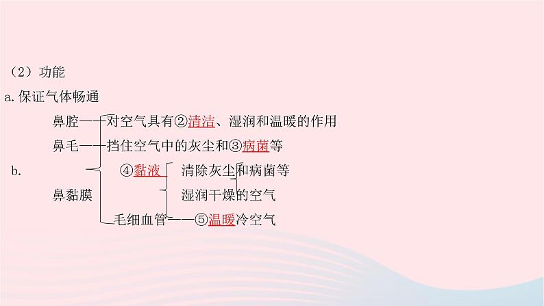 初中生物中考复习 中考生物总复习第一部分基醇点巩固第四单元生物圈中的人第三章人体的呼吸课件04