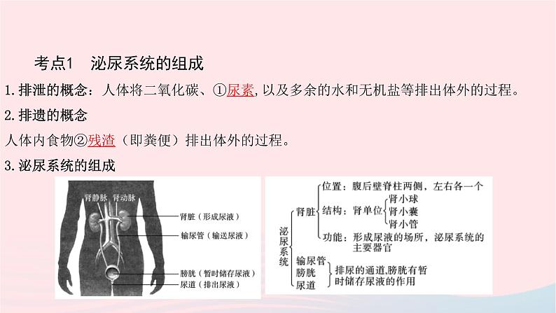 初中生物中考复习 中考生物总复习第一部分基醇点巩固第四单元生物圈中的人第五章人体内废物的排出课件第3页