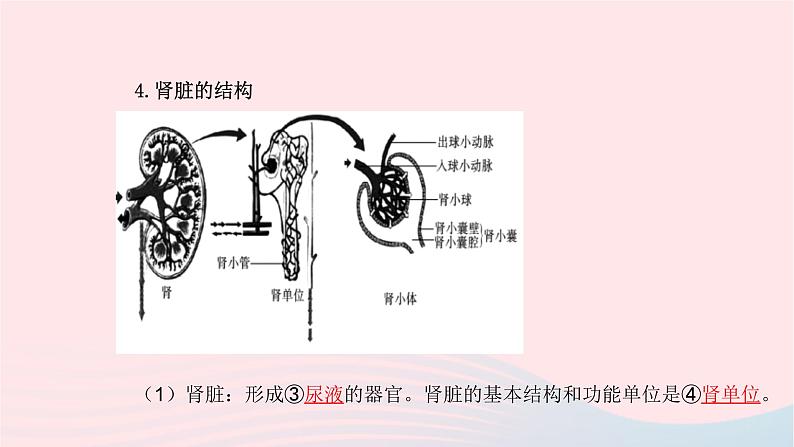 初中生物中考复习 中考生物总复习第一部分基醇点巩固第四单元生物圈中的人第五章人体内废物的排出课件第4页