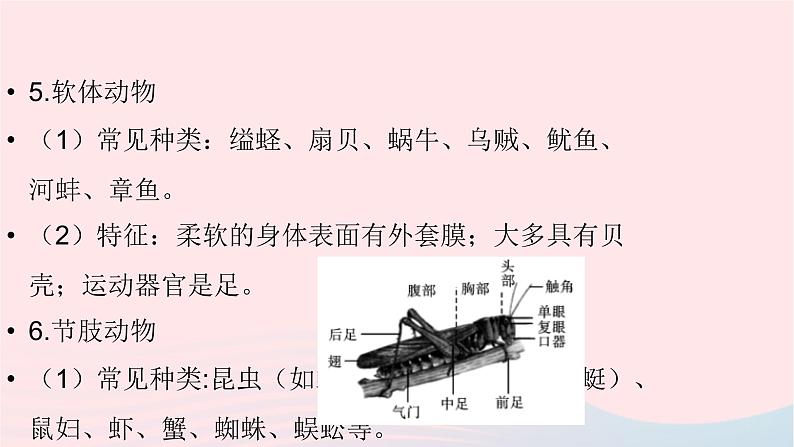 初中生物中考复习 中考生物总复习第一部分基醇点巩固第五单元生物圈中的其他生物第一章动物的主要类群课件第7页