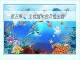 5.1.1腔肠动物和扁形动物课件2022-2023学年人教版八年级生物上册