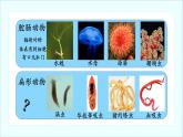 5.1.1腔肠动物和扁形动物课件2022-2023学年人教版八年级生物上册