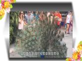 八年级下册第四节鸟的生殖和发育课件PPT