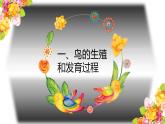 八年级下册第四节鸟的生殖和发育课件PPT