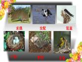 八年级下册第四节鸟的生殖和发育课件PPT