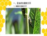 第二节昆虫的生殖和发育课件PPT