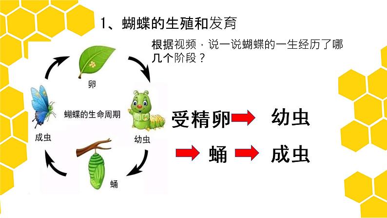 第二节昆虫的生殖和发育课件PPT第6页