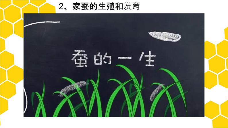 第二节昆虫的生殖和发育课件PPT第7页