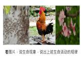 七年级上册生物第一节生物的特征课件PPT