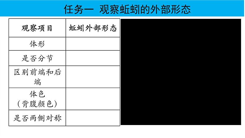 人教版八年级上册第二节线形动物和环节动物课件PPT第8页