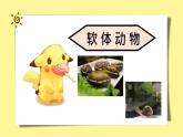 人教版八年级上册第三节软体动物和节肢动物 (2)课件PPT