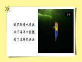 人教版八年级上册第三节软体动物和节肢动物 (2)课件PPT