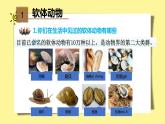 人教版八年级上册第三节软体动物和节肢动物 (2)课件PPT