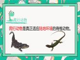人教版八年级上册第五节两栖动物和爬行动物课件PPT