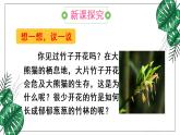 人教版八年级下册第一节植物的生殖课件PPT