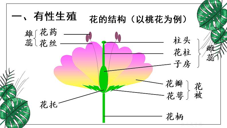 人教版八年级下册第一节植物的生殖课件PPT第4页