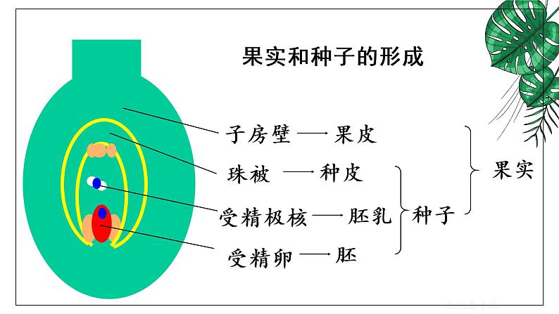 人教版八年级下册第一节植物的生殖课件PPT第5页