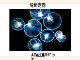 人教版第四节单细胞生物课件PPT