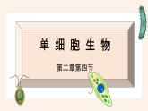 人教版第四节单细胞生物课件PPT