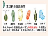 人教版第四节单细胞生物课件PPT