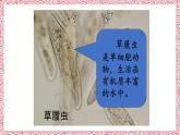 人教版七年级上册第四节单细胞生物课件PPT