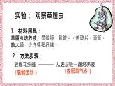 人教版七年级上册第四节单细胞生物课件PPT