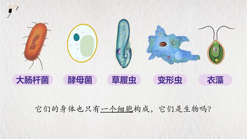 人教版七年级上册第四节单细胞生物课件PPT02