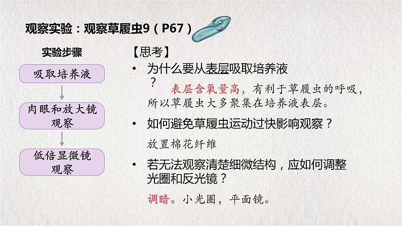 人教版七年级上册第四节单细胞生物课件PPT03