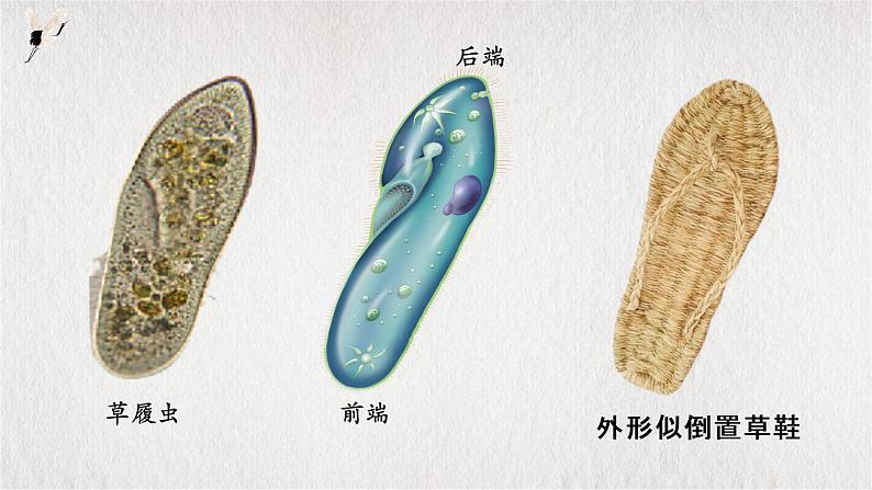 人教版七年级上册第四节单细胞生物课件PPT04