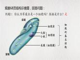 人教版七年级上册第四节单细胞生物课件PPT