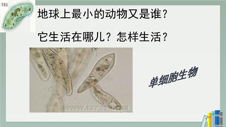 人教版七年级第四节单细胞生物课件PPT第2页