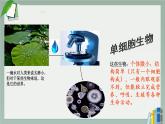 人教版七年级第四节单细胞生物课件PPT