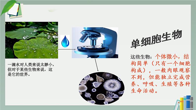 人教版七年级第四节单细胞生物课件PPT第4页