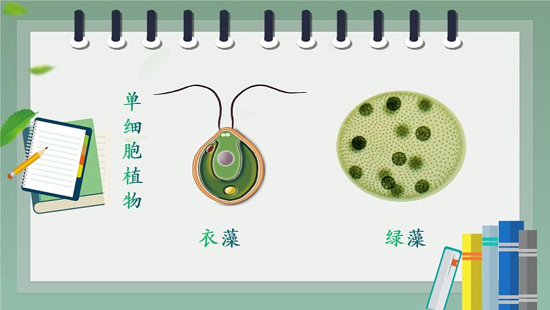 人教版七年级第四节单细胞生物课件PPT第6页