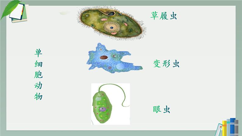 人教版七年级第四节单细胞生物课件PPT第7页