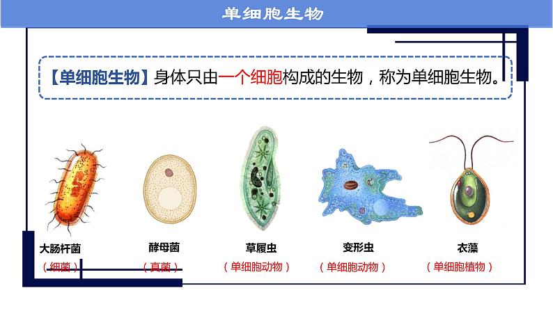 人教版七年级第四节单细胞生物课件PPT第3页