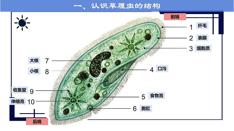 人教版七年级第四节单细胞生物课件PPT第5页